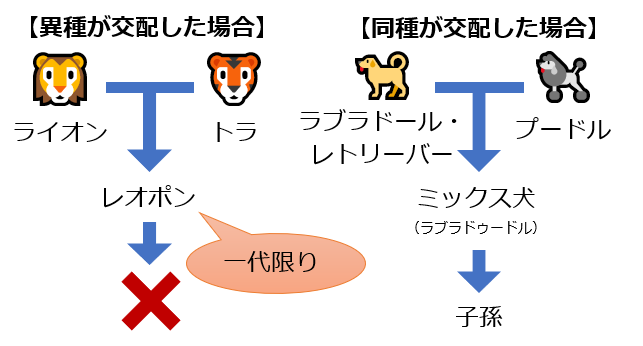 交配の説明画像